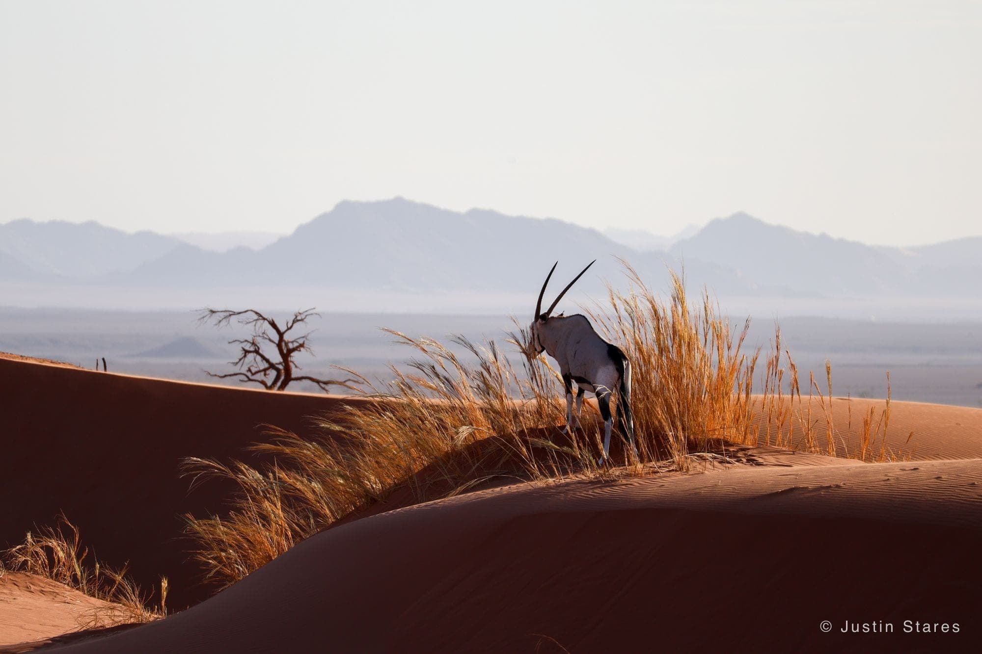 Oryx at the Edge